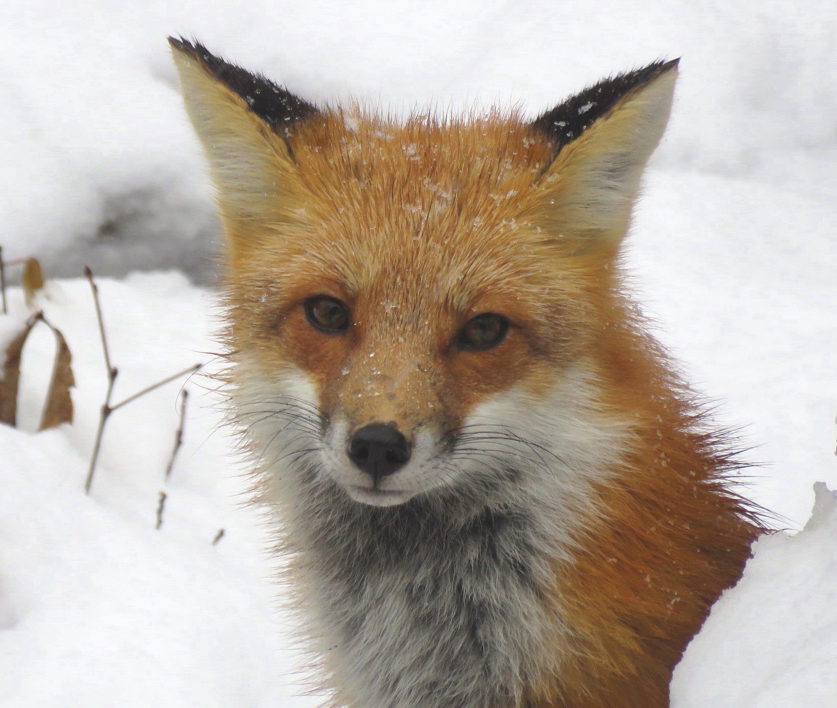 american red fox