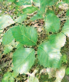 Poison ivy during summer