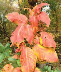 Poison ivy during autumn