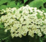 Sambucus