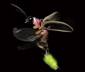 The lightning bug (firefly) at night