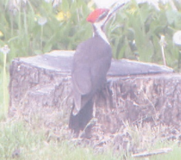 Pileated woodpeckers 