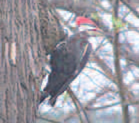Pileated woodpeckers photographed by John Brown, of Waterville.