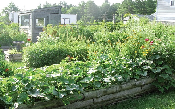 The bounty of the community garden in full bloom. Photo by Connie Bellet