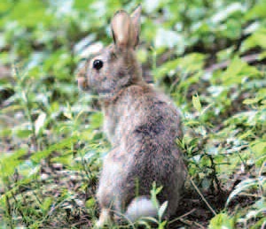 New England cottontail