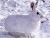 a snowshoe hare