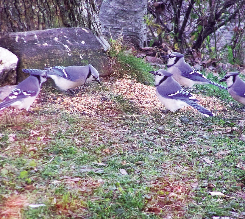 STRENGTH IN NUMBERS: Michael Bilinsky, of China Village, captured this flock of blue jays in his yard.