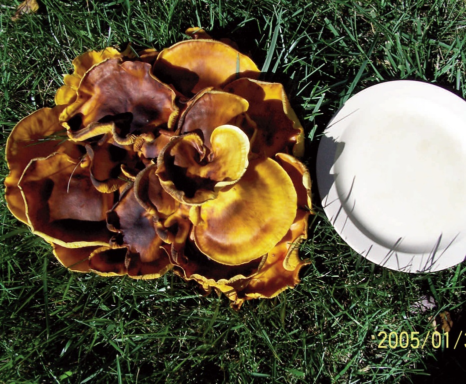PECULIAR MUSHROOM: Joan Robertson, of Palermo, snapped this mushroom growing on her lawn. It measured more than 10-inches in diameter.