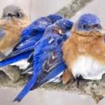 eastern-bluebirds-huddled-on-branch-in-snow-c-cheryl-rose-1140_bannerbackground