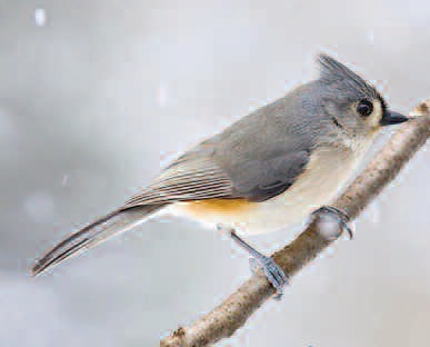 tufted  titmouse