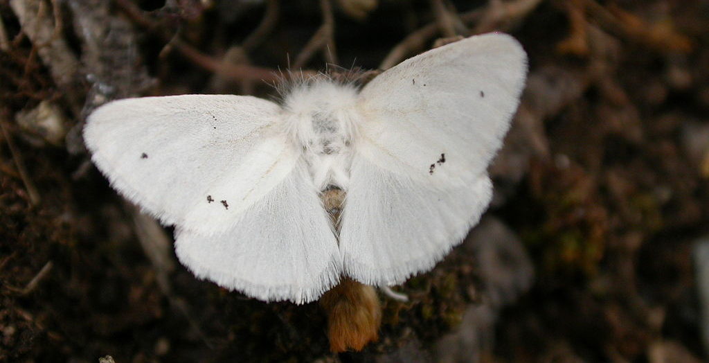SCORES & OUTDOORS: Brown-tail moth, immigrant from Europe, invasive to Maine coast