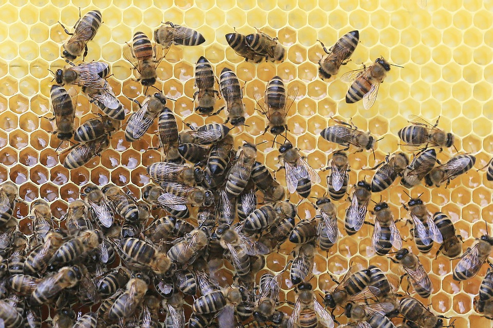PALERMO: What’s the buzz about bees?