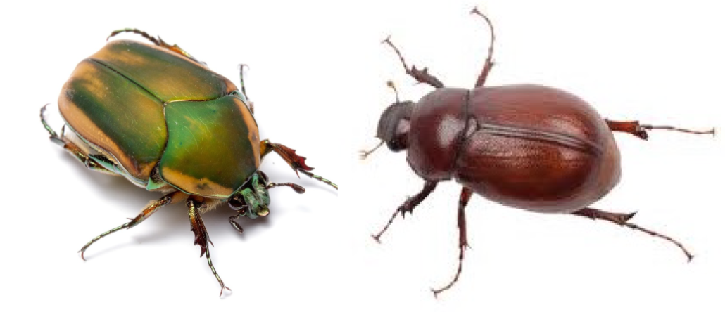 SCORES & OUTDOORS: If they arrive in May, why are they called June bugs?