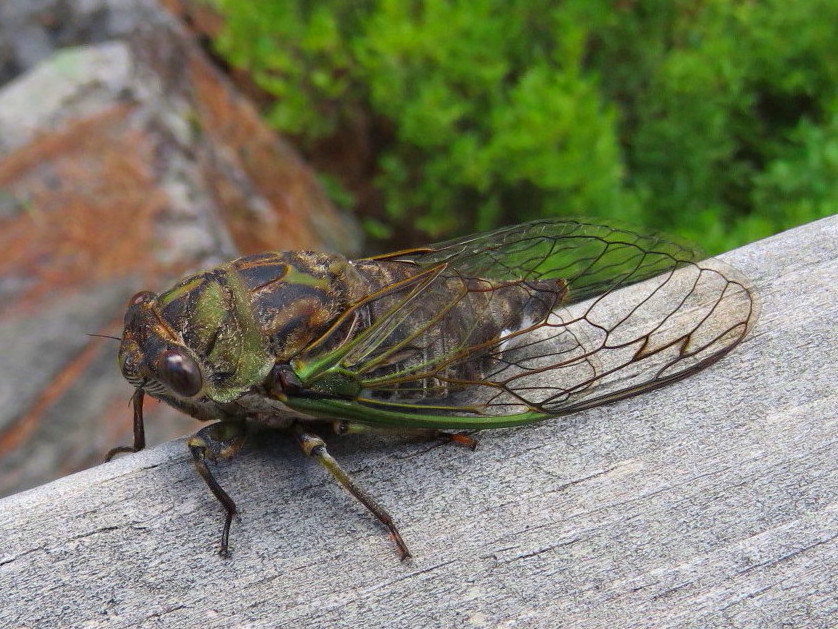 SCORES & OUTDOORS: Cicadas: they’re everywhere, you just can’t see them