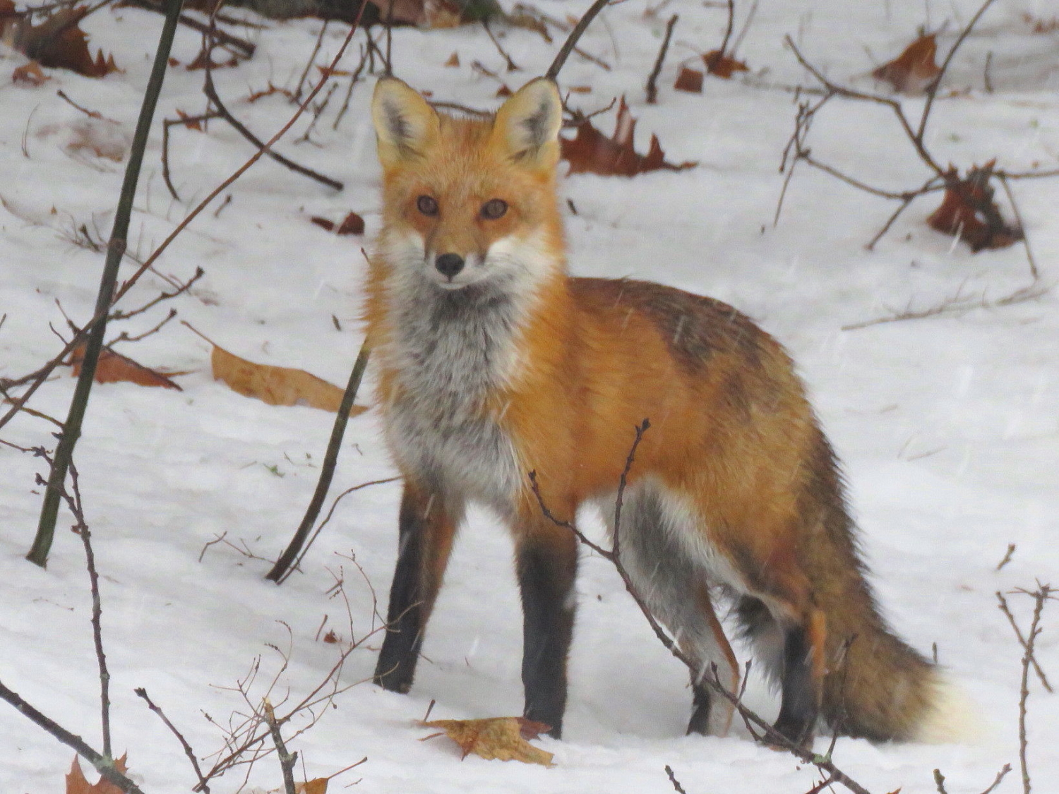 SCORES & OUTDOORS: Red fox population growing in our area - The Town