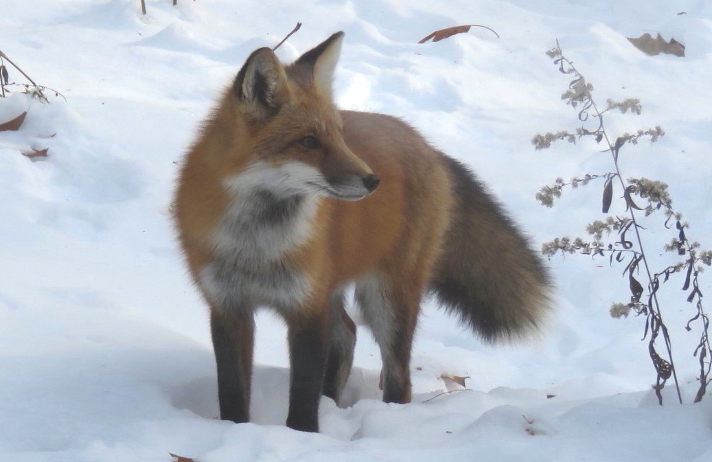 SCORES & OUTDOORS Red fox population growing in our area The Town