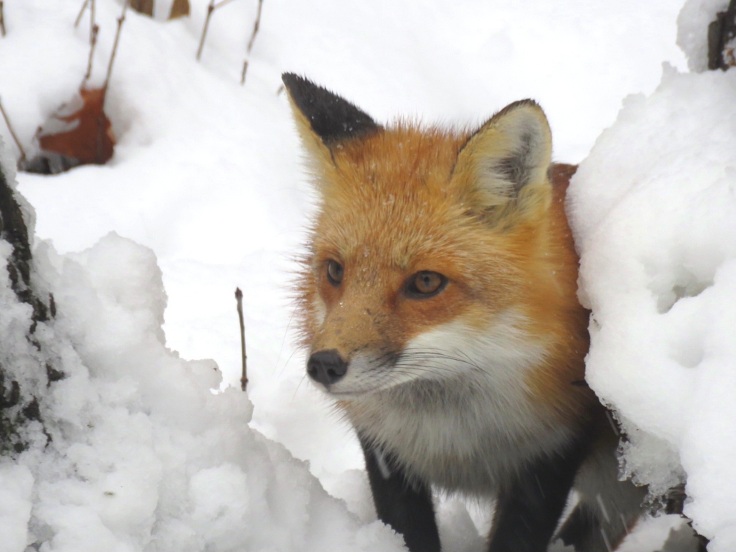 SCORES & OUTDOORS: Red fox population growing in our area - The Town