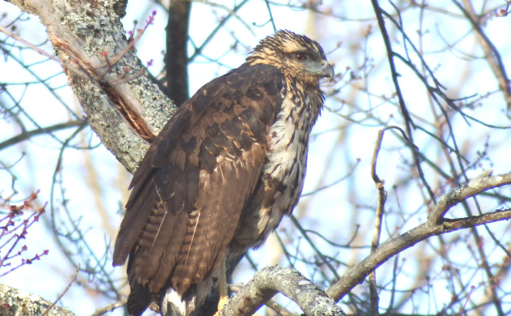 SCORES & OUTDOORS: The mystery of why the great black hawk found its way to Maine