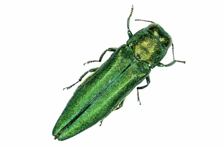 SCORES & OUTDOORS: Invasive insects already in Maine; Free presentation on invasive forest pests set