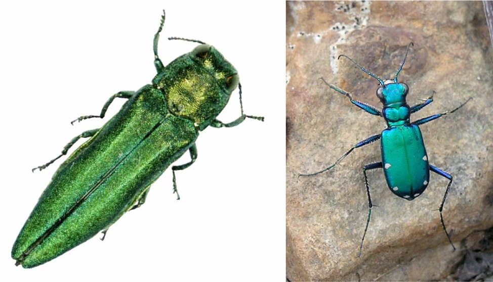 Information Morning Fredericton on X: Emerald Ash borer or Tiger Beetle?  Here's a comparison from government of Maine web site:   / X