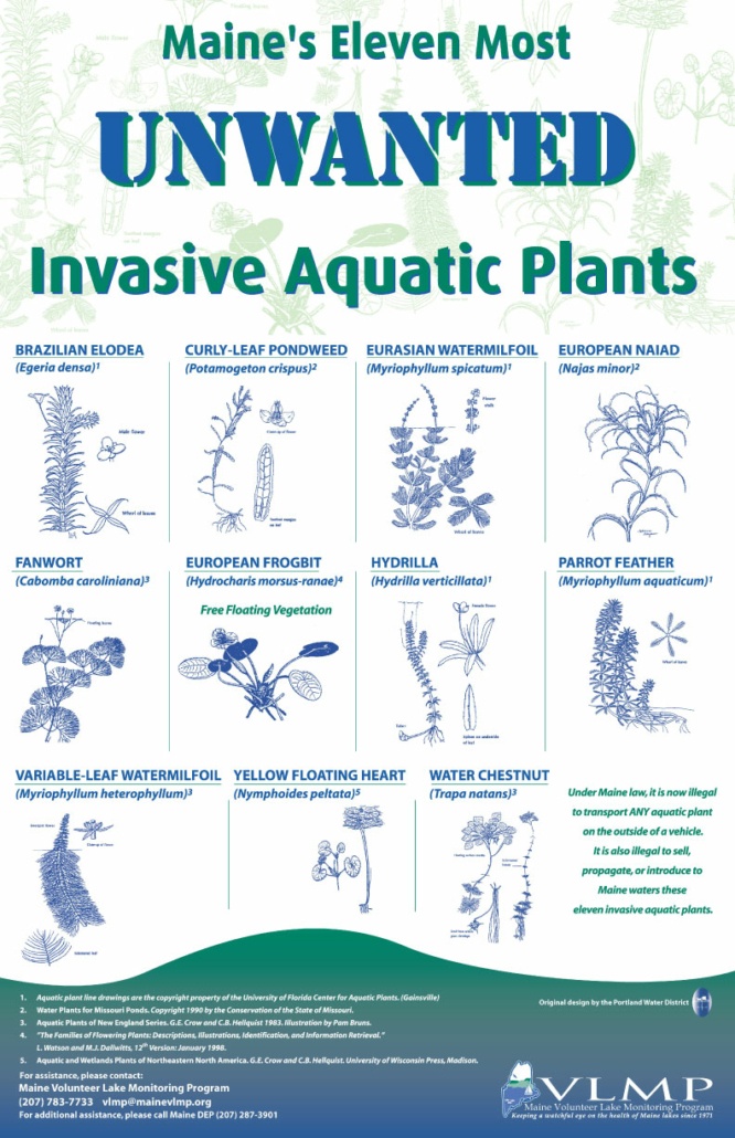 EVENTS: In-water workshop to teach how to spot invasive plants
