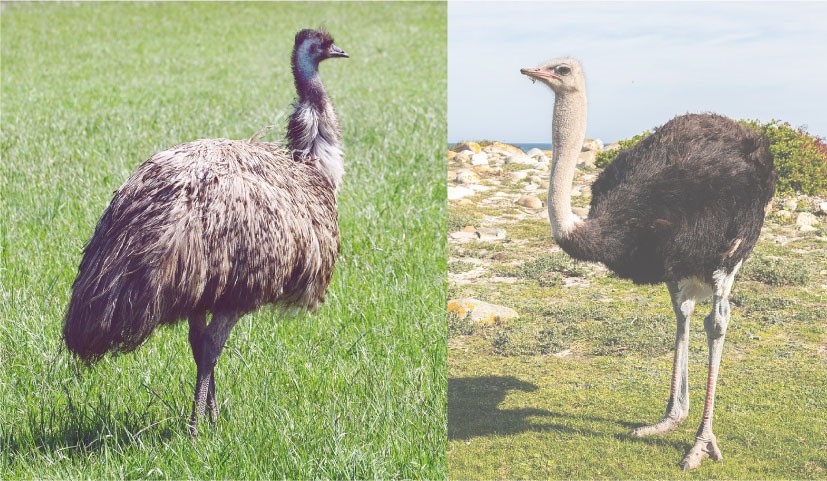 SCORES & OUTDOORS: Don’t look now; what’s the difference between an emu ...