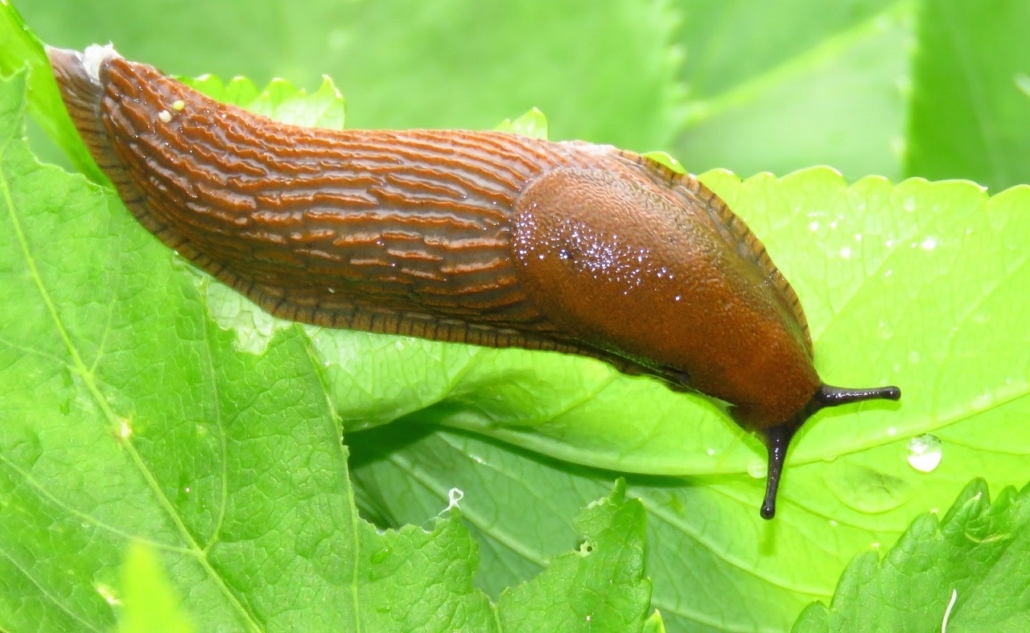 SCORES & OUTDOORS Slugs what are they good for, and why are there so