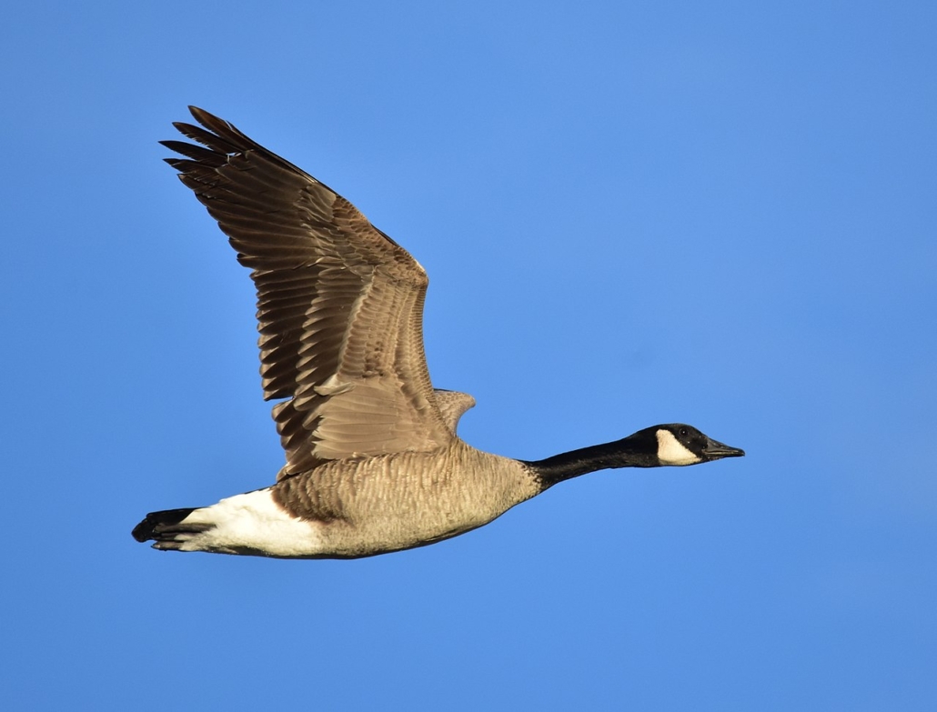 SCORES & OUTDOORS: The familiar sights and sounds of the Canada Geese