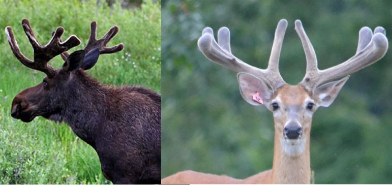 SCORES & OUTDOORS: Do moose and deer ever get their antlers caught in trees?