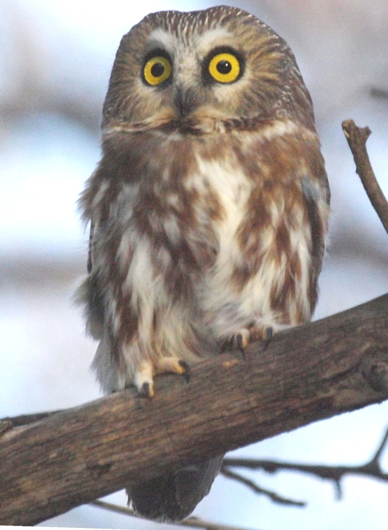 Scores And Outdoors The Three Most Common Owls In Maine Are Quite