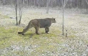 maine lions sightings upswing scores appears