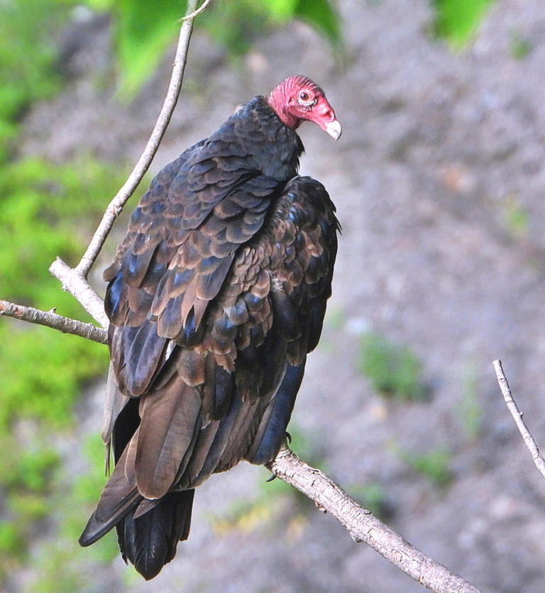 SCORES & OUTDOORS Turkey vultures more and more common in