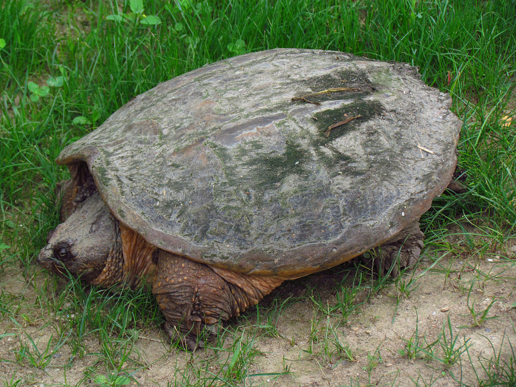 SCORES & OUTDOORS: Turtles looking to lay eggs; please be vigilant in the roadways