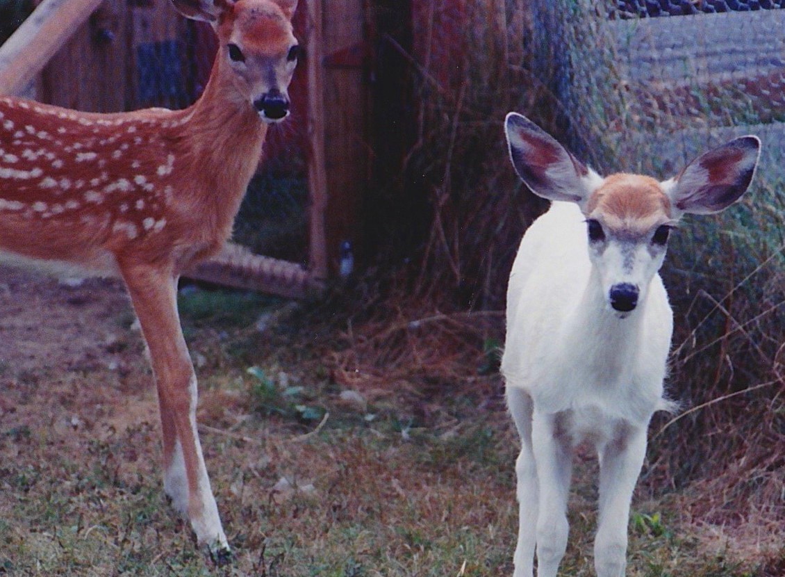 Does anyone have photos of piebald mutation in game