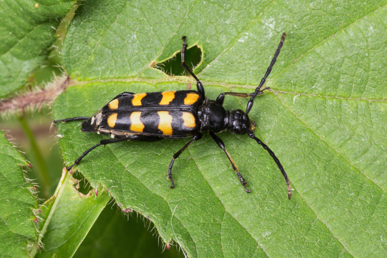 SCORES & OUTDOORS Banded longhorn beetles common in central Maine The Town Line Newspaper