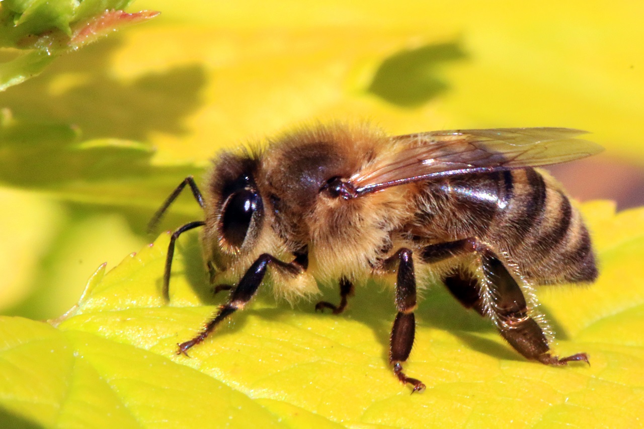 SCORES & OUTDOORS: Is it possible that bees kill other bees?