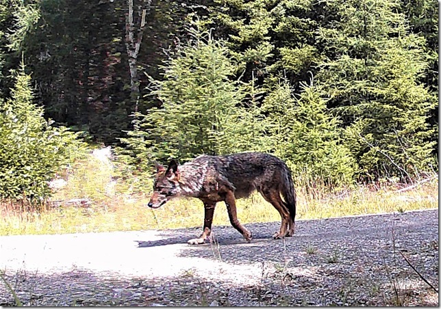 SCORES & OUTDOORS: Photographs are probably wolves in Maine’s north woods