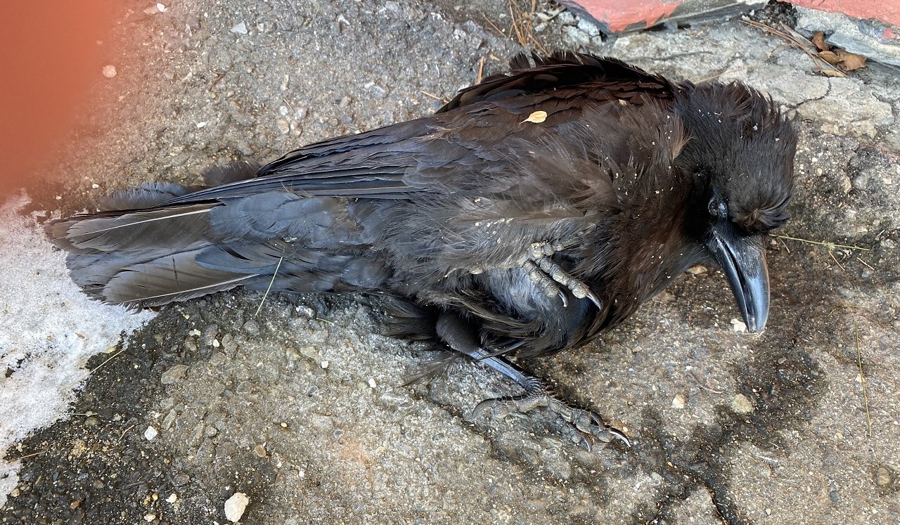 scores-outdoors-finding-a-dead-crow-on-your-steps-a-sign-of