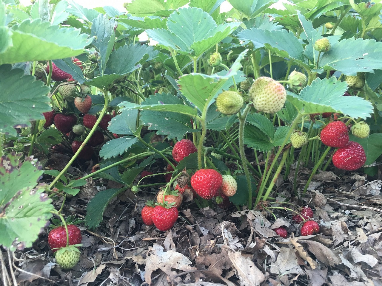 SMALL SPACE GARDENING: Always room for strawberries