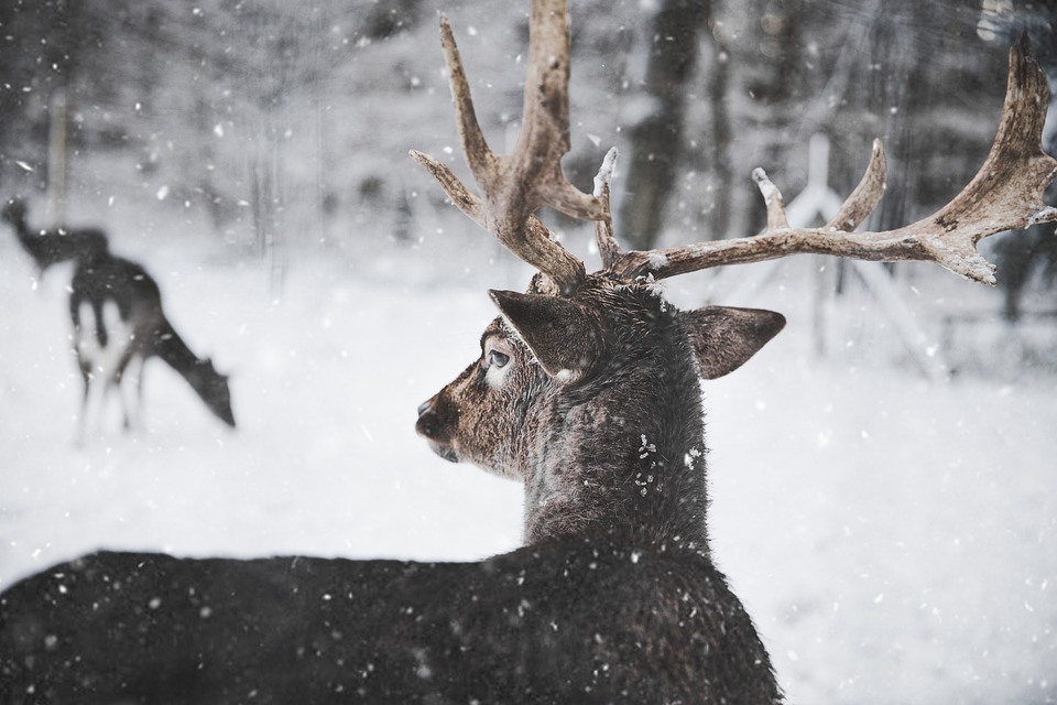 SCORES & OUTDOORS: How do animals, like deer, survive during the worst of  winter - The Town Line Newspaper