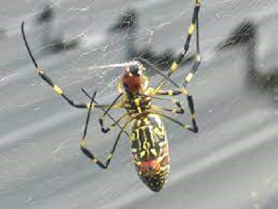 SCORES & OUTDOORS: Giant spiders expected to drop from sky across the East Coast this spring