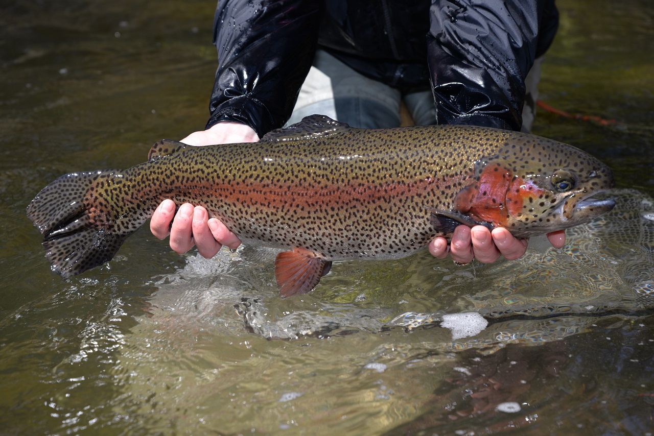 Trout stocking sale underway; Preorder deadline is May 6 The Town