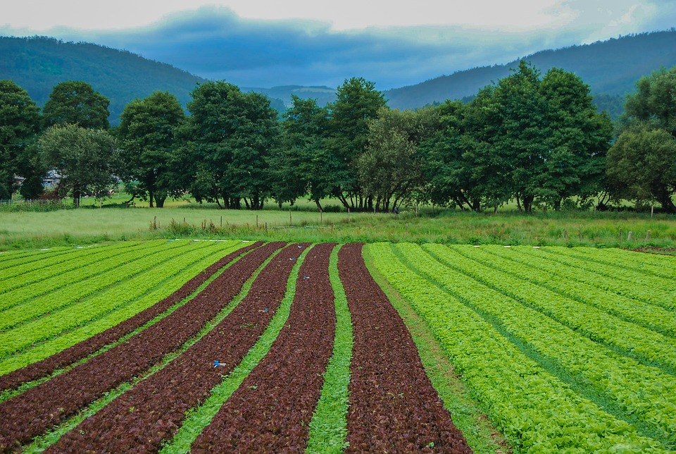 Biochar: A soil amendment that offers multiple benefits