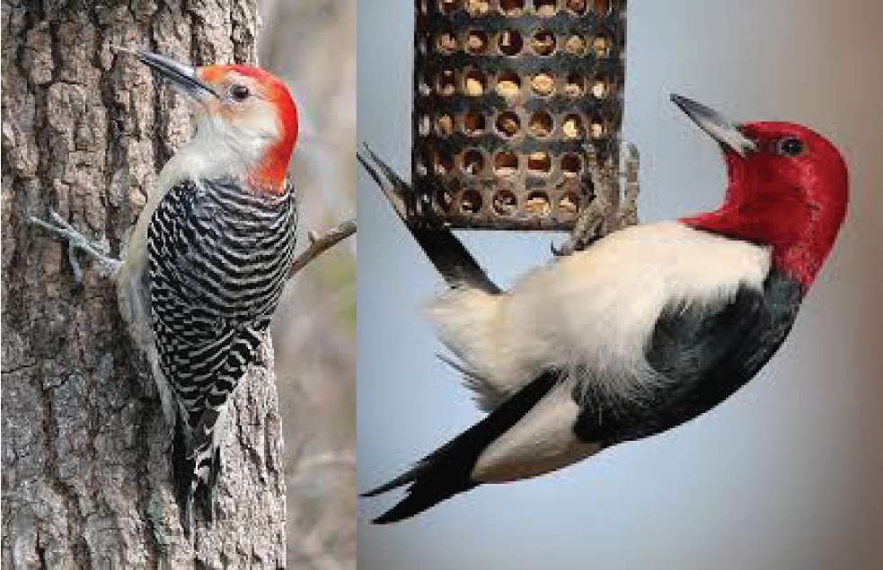 shampoo fuzzy Meddele SCORES & OUTDOORS: The return of the red-bellied woodpecker - The Town Line  Newspaper
