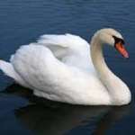 SCORES & OUTDOORS: Swans are sighted on west shore of Webber Pond