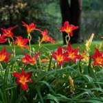 Tina’s Daylilies to donate 20 percent of sales on July 23 to MS research