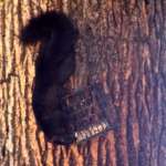 SCORES & OUTDOORS: Black squirrel makes another appearance