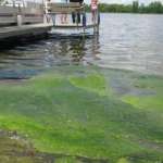 Webber Pond tests positive for blue-green algae toxins