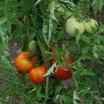 SMALL SPACE GARDENING: Harvesting red and green tomatoes