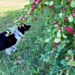 PHOTO: It’s apple picking time